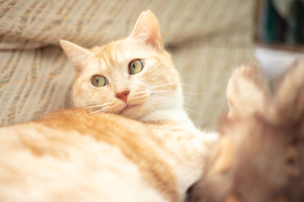 Beautiful ginger cat is lying on sofa in living room at home.