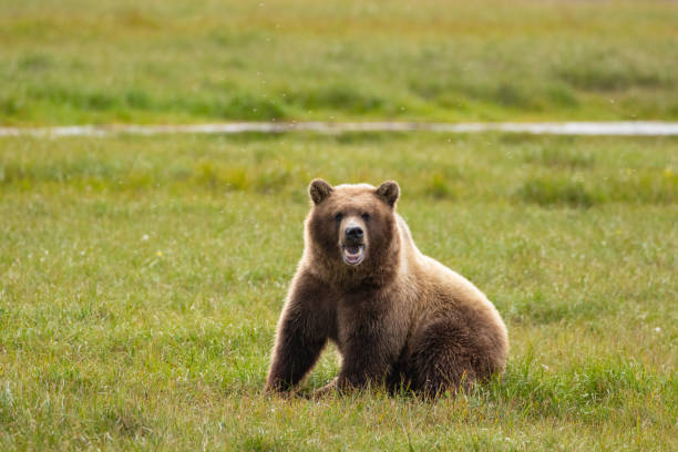 istock Grizzly Bear in the arctic 1932760339