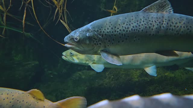 Close up of trout