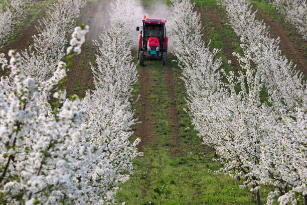 istock tractor sprays insecticide in orchard agriculture industry 1932770078