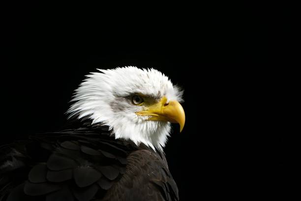 Close-up of a bald eagle