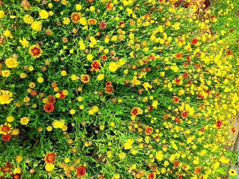 Mix flower garden with different colors of flowers in India