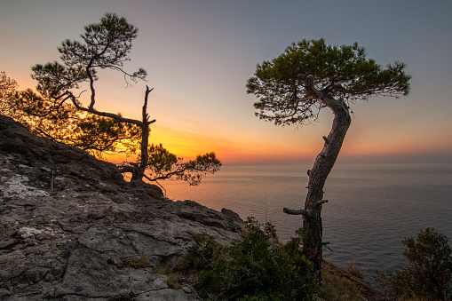 Landscape of a rocky mountain slope with pine trees backlit by a warm sunset over the Mediterranean Sea. Nature background concept