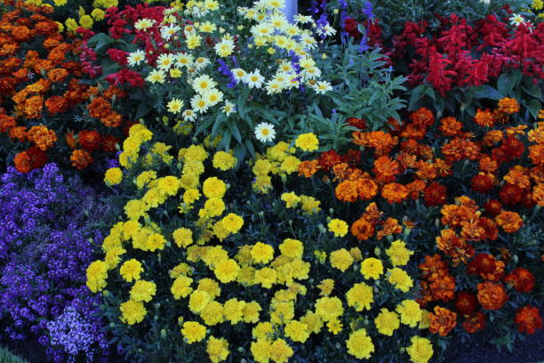 istock Flower photography 1932788955