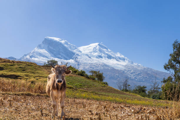 view of a calf in the peruvian andes with the background of the huascaran snow-capped mountain. - mountain peru cordillera blanca mountain range 뉴스 사진 이미지