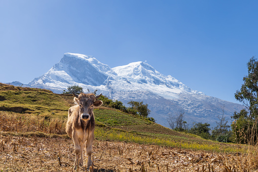 View of a calf in the Peruvian Andes with the background of the Huascaran snow-capped mountain. Ancash, Peru