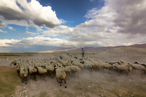 Karaman,Turkey,August 12, 2021: A flock of sheep with a donkey in front and sheep behind.
