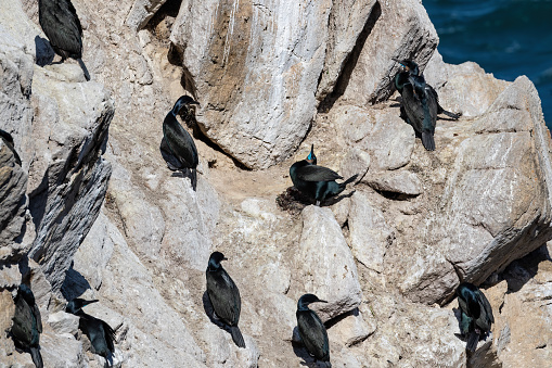 Brandt's Cormorants (Urile penicillatus) gathering on large rock just offshore, at Point Lobos State Preserve, near Monterey, California