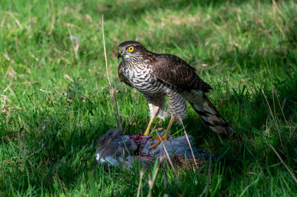istock Sparrowhawk, accipiter nisus, with pigeon prey 1932804369