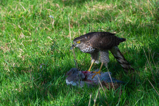 Sparrowhawk, accipiter nisus, with pigeon prey Sparrow hawk, accipiter nisus, with pigeon prey accipiter striatus stock pictures, royalty-free photos & images