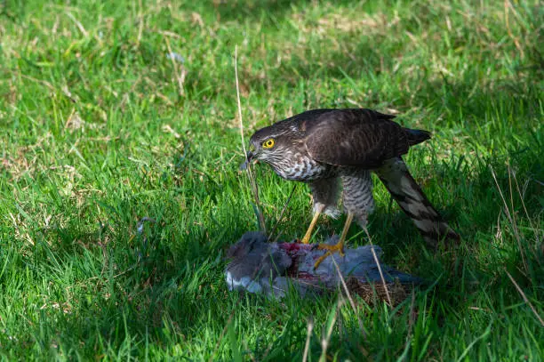 Photo of Sparrowhawk, accipiter nisus, with pigeon prey