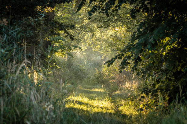 istock a trail that is very long and very narrow going through some trees 1932816722