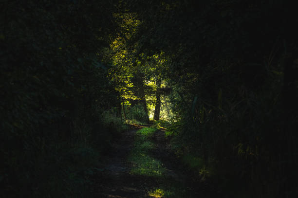 A captivating image of a dense forest cloaked in darkness, featuring majestic trees reaching towards the sky