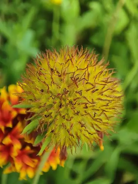 Flower bud of Gaillardia pulchella Or firewheel, Indian blanket, Indian blanketflower, or sundance flowers