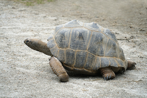 close up on tortoise on the ground