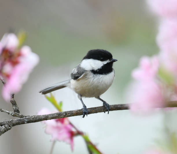 istock black capped chickadee standing on branch with flower blooming 1932828412