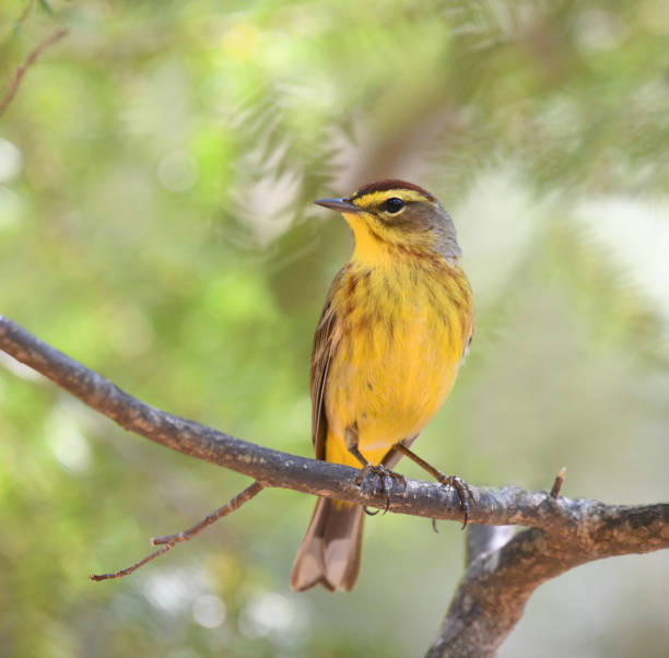 istock palm warbler standing on branch in woods 1932828940
