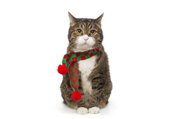 istock Grey, striped cat in a red scarf 1932841166