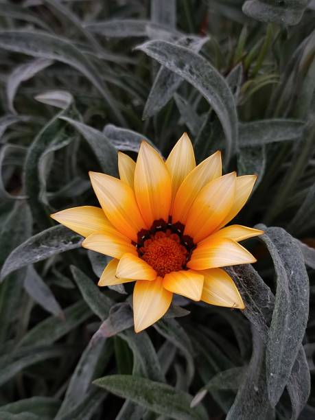 istock Yellow and orange Flower 1932843782