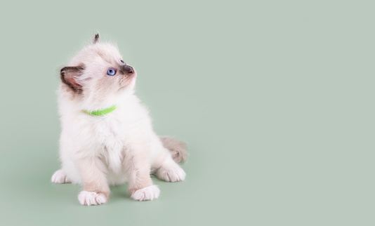 little  ragdoll kitten with blue eyes in green collar  sitting on a green background. Space for text.  Photo for card and calendar