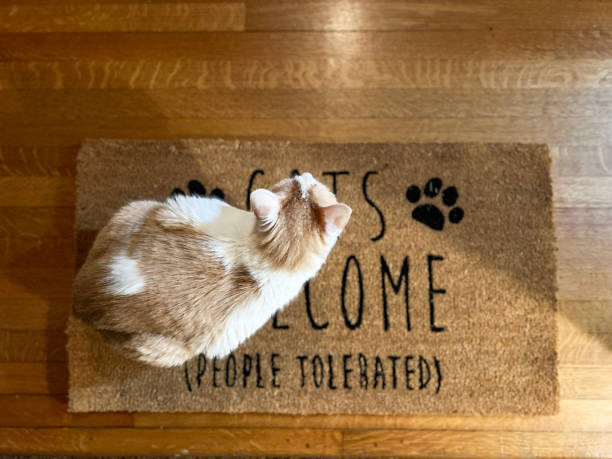 istock Kitty Cat Sits on a Door Mat 1932874359