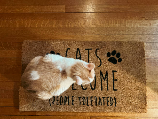istock Kitty Cat Sits on a Door Mat 1932874363