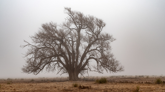 Grand tree in the fog on a Texas plain
