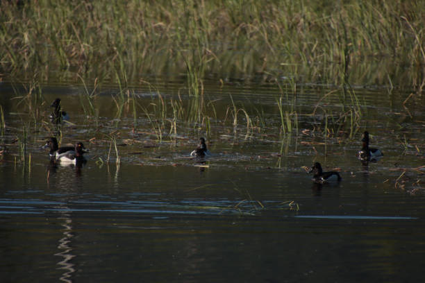 istock Golden Eyed Ducks Swimming 1932885349