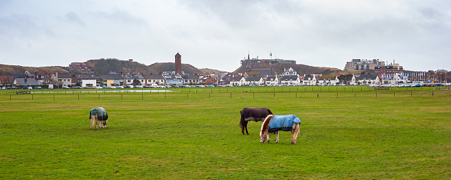 Panoramic view of a village meadow with horses in Wijk aan Zee in The Netherlands, formerly used as hayfield for cows and horses. Example of a sea village landscape.