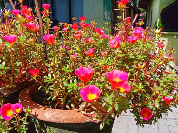 Portulaca grandiflora