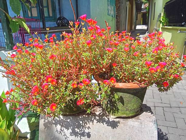 istock Portulaca grandiflora 1932898292