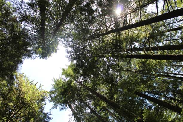 istock Heart of trees. 1932905135