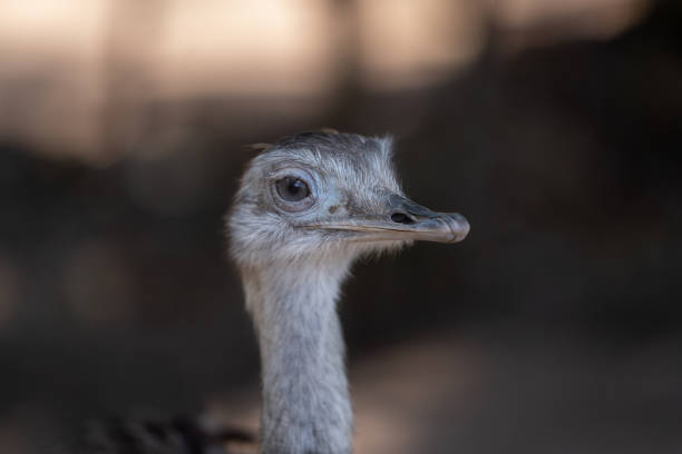 the ñandú common rhea or pampas choique (rhea americana) is a species of bird of the rheidae family. it is found exclusively in south america. although it does not belong to the same family, it is also called ostrich (avestruz) - bird common rhea south america beak 뉴스 사진 이미지