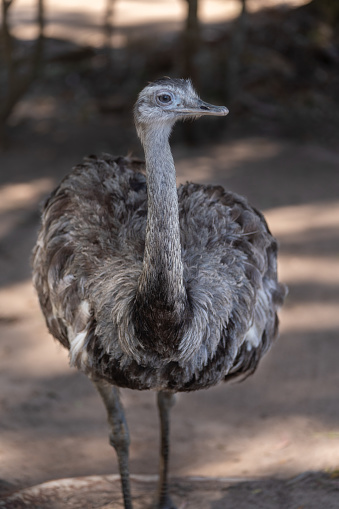 Portrait of a female ostrich in the front of male's black feather