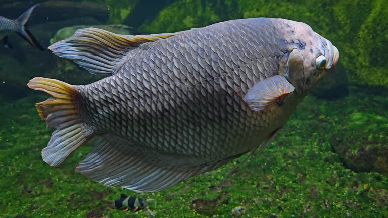 Close up of an elephant ear fish Gourami