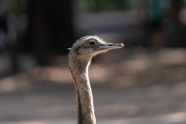 ñandú common rhea 또는 pampas choique (rhea americana)는 rheidae 계통의 조류 종입니다. 남아메리카에서만 발견됩니다. 같은 과에 속하지는 않지만 타조(avestruz)라고도 합니다 - bird common rhea south america beak 뉴스 사진 이미지