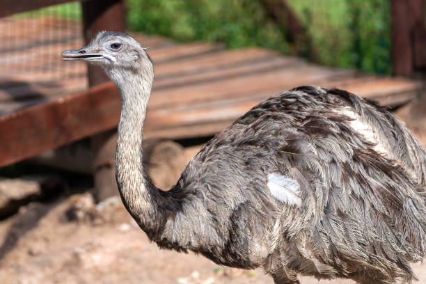 the ñandú common rhea or pampas choique (rhea americana) is a species of bird of the rheidae family. it is found exclusively in south america. although it does not belong to the same family, it is also called ostrich (avestruz) - bird common rhea south america beak 뉴스 사진 이미지