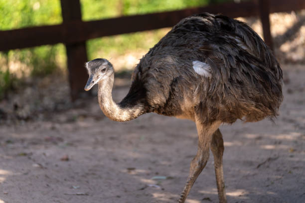 ñandú common rhea 또는 pampas choique (rhea americana)는 rheidae 계통의 조류 종입니다. 남아메리카에서만 발견됩니다. 같은 과에 속하지는 않지만 타조(avestruz)라고도 합니다 - bird common rhea south america beak 뉴스 사진 이미지