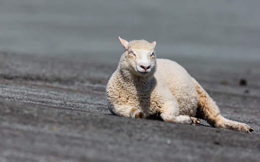 Springtime morning front view close-up of a single domesticated lamb (Ovis aries) lying down and clearly enjoying the sun on the side of an asphalted levee at the Dutch Wadden (the Wadden Sea, a World Heritage Site) near Termunterzijl in the Groningen province