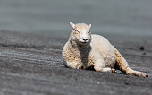 Lamb lying down on the side of a levee at the Wadden Sea