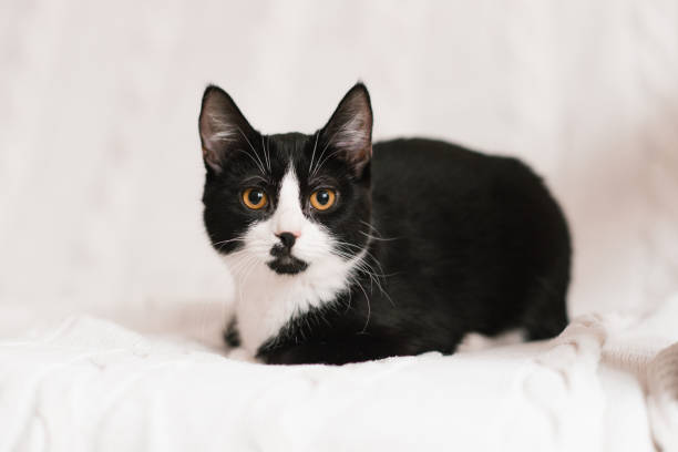 istock Beautiful black and white cat with yellow eyes is lying on a white sofa 1932940646