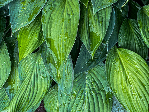 natural plant background. huge green hosta leaves with drops after rain close-up, exotic flowers
