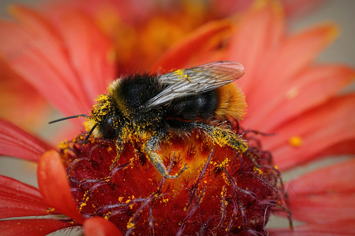 Closeup on a red-tailed bumblebee, Bombus lapidarius with yellow