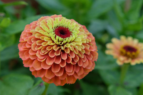 istock Orange and yellow Zinnia elegans 'Queen Lime Orange' in flower 1932966342
