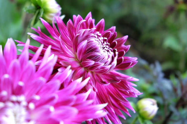 istock Large pink and white dinner plate Dahlia 'Vancouver'  in flower 1932967413