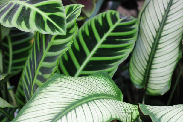 istock Exotic tropical plants large green leaves 1932971036
