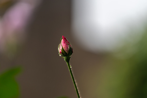 rose bud close-up with dew drops