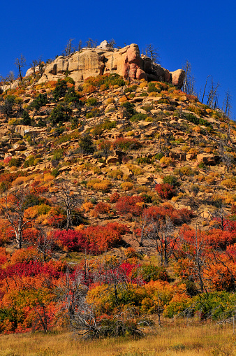 Splashes of autumn colors on the rocky hills of Mesa Verde National Park, Colorado, USA.