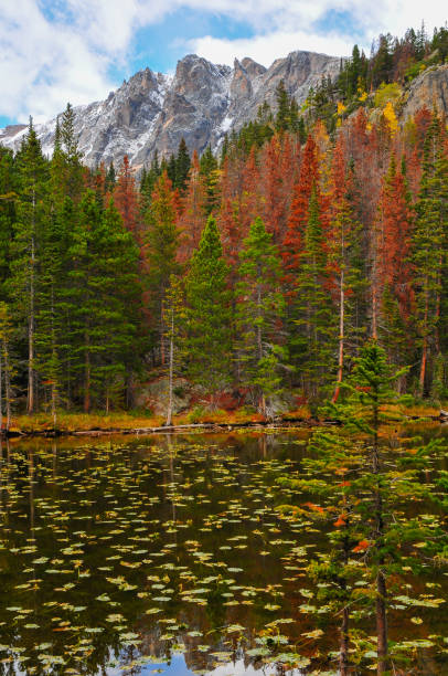 Early fall on Nymph Lake Early fall on Nymph Lake, Rocky Mountain National Park, Estes Park, Colorado, USA. lily lake rocky mountains colorado stock pictures, royalty-free photos & images