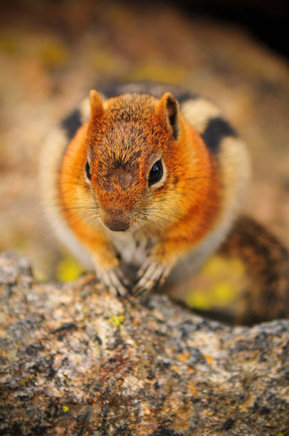 The Golden-mantled Ground Squirrel (Callospermophilus lateralis) is a commonly observed rodent in Yellowstone although it's often mistaken for a large chipmunk. Unlike chipmunks, it lacks facial stripes.